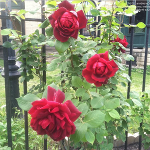 Vrtnica intenzivnega vonja - Roza - Oklahoma™ - 